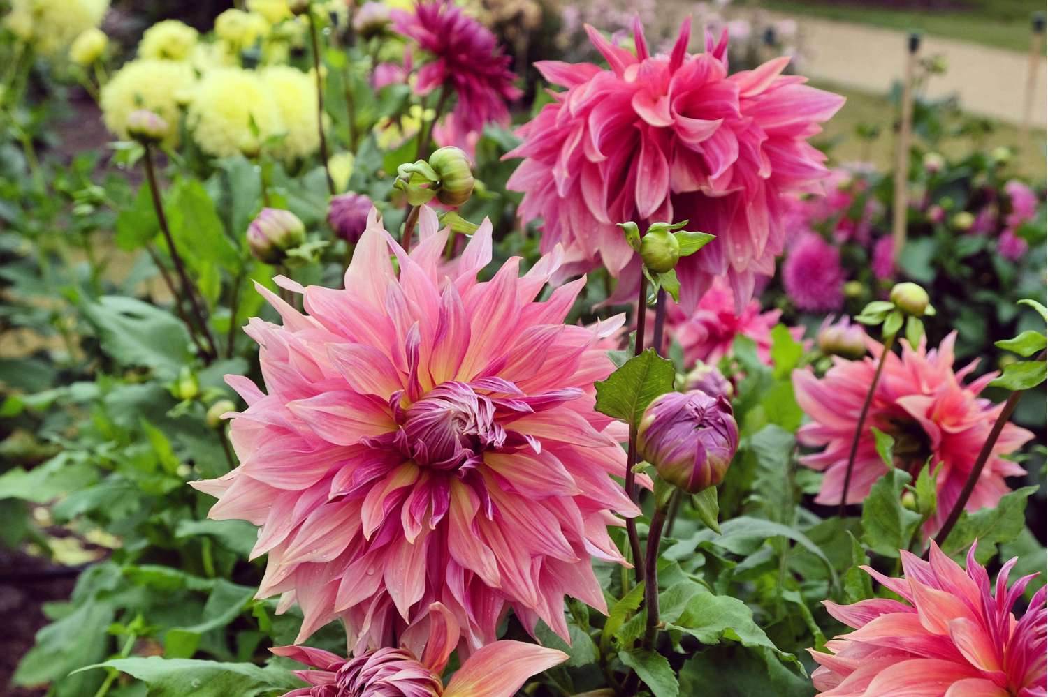 Dahlia 'Penhill Dark Monarch'
